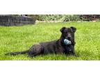 Adopt NEAPOLITAN a Shepherd, Collie