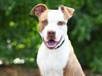 Adopt ATEN a Staffordshire Bull Terrier