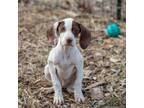 Adopt Duke a Pointer, Mixed Breed