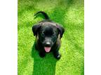 Adopt Moss a Labrador Retriever