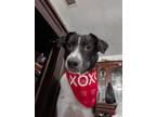 Adopt Diego a Border Collie