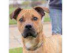 Adopt Pearnold a Mixed Breed