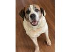 Adopt Marmaduke a Saint Bernard