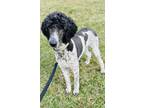 Adopt Tito a Standard Poodle