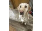 Adopt Marley a Yellow Labrador Retriever