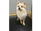 Adopt Milo a Pomeranian