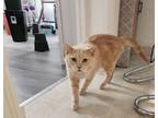 Adopt Mango a Domestic Short Hair