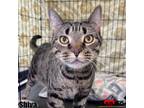 Adopt Shiva a Domestic Short Hair