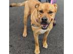 Adopt Logan a Black Mouth Cur, Boxer