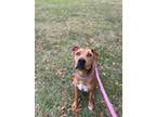 Adopt Cloud a Black Mouth Cur