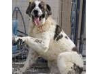 Adopt Fender (Sergeant) a Saint Bernard, Mixed Breed