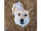 Adopt Cooper a Jack Russell Terrier, Wire Fox Terrier