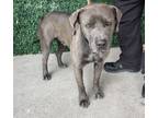 Adopt 55373481 a Pit Bull Terrier, Mixed Breed