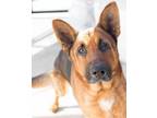 Adopt PATRICK a German Shepherd Dog