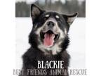 Adopt Blackie a Alaskan Malamute