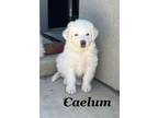 Adopt Caelum a Great Pyrenees