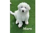 Adopt Mars a Great Pyrenees