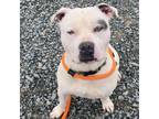 Adopt Apollo a American Staffordshire Terrier, Mixed Breed
