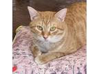 Adopt Chester a Domestic Short Hair