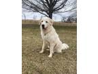 Adopt Shilo a Great Pyrenees