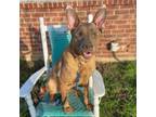 Adopt Leonidas a German Shepherd Dog, Belgian Shepherd / Malinois