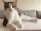 Adopt Chief a American Shorthair