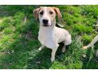 Adopt Wally a Treeing Walker Coonhound, Beagle