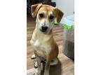 Adopt Hector a Treeing Walker Coonhound, Beagle