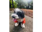 Adopt Henry a Schnauzer