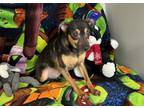 Adopt Rupert a Miniature Pinscher