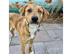 Adopt Cooper a Catahoula Leopard Dog, Mixed Breed