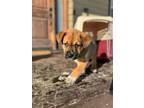 Adopt Alfalfa a Mixed Breed