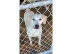 Adopt DONNER a Labrador Retriever