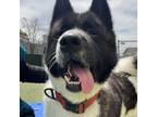 Adopt Kuma a Akita