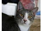 Adopt Francisco Bell, "Franny" a Domestic Short Hair, Tabby