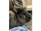 Adopt Pecan a Lionhead