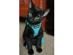 Adopt Seven a Domestic Short Hair