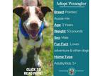 Adopt Wrangler a German Shorthaired Pointer, Australian Shepherd