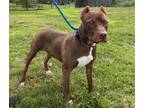 Adopt Mr. Potato a Pit Bull Terrier