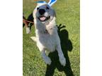 Adopt Jonah a Great Pyrenees