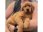 Golden Retriever Puppy for sale in Tahlequah, OK, USA