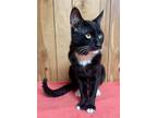 Adopt Bruno (aka Batman) a Domestic Short Hair