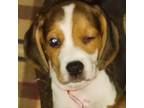 AKC Beagle M