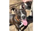 Adopt Tantor a Pit Bull Terrier, Mixed Breed