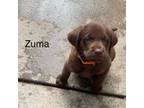 Zuma