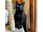 Adopt Tuffy a Domestic Short Hair