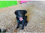 Adopt Finley a Australian Shepherd, Belgian Shepherd / Sheepdog