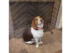 Adopt Copper a Beagle