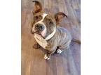 Adopt Roscoe a Staffordshire Bull Terrier