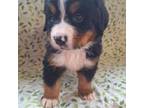 Bernese Mountain Dog Puppy for sale in Macomb, MO, USA